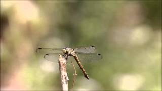 Dragonfly  (බත් කූරා) by Sheran Perera, Macro Photography.