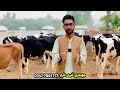 chaudhary dairy farm heifers for sale in pakistan wachian red heifer pk janwar mandi