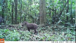 BABY TAPIR WITH MOM - Tapirus terrestris | AMAZONCAM