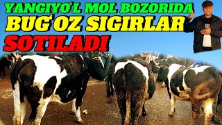 YANGIYOʻL MOL BOZORIDA BUGʻOZ SIGIRLAR NARXLARI 🐄🐄🐄🐄💯