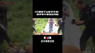 黑龍江兇獸重現江湖，懷孕母牛接連被掏空內臟，是同一只動物？ #奇闻