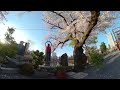 8kお花見vr「東京都・上野恩賜公園、不忍池」ウェザーニュース／sakura vr