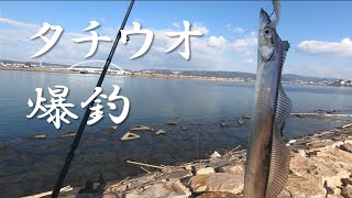 【和歌山　紀の川タチウオ】川で昼間にタチウオ釣れすぎた。