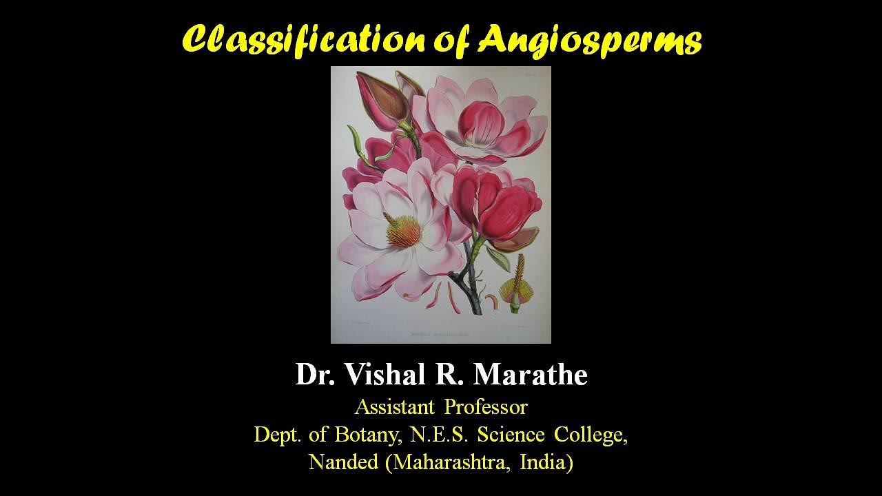 Types Of Classification Of Angiosperms - YouTube