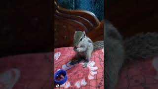 Cute baby squirrel 🐿️... Miss u omu♥️#youtubeshorts #animals #viralshorts