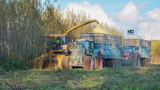 Ensilage de Bois 🌳 Wood Silage 2020