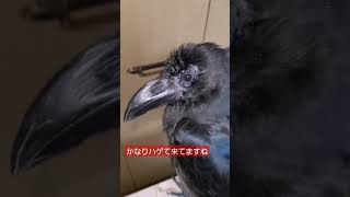 【換羽期】頭の換羽期に入ったカラスのクロ【1日目】