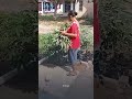 waduh emak emak nekat ambil daun singkong tanpa izin di depan pemilik ditegur malah santai