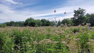 ウェザーリポート動画0915@長野県宮田村11:00〜アサギマダラの里