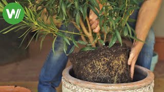 Umtopfen und Überwintern - Topfpflanzen wie Oleander und Wandelröschen richtig pflegen!