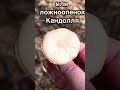 Ложноопенок Кандолля или Псатирелла условно съедобный