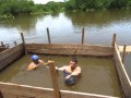 Selecting Wild Green Discus - from Mineruà Selecting Wild Green Discus - from Mineruà