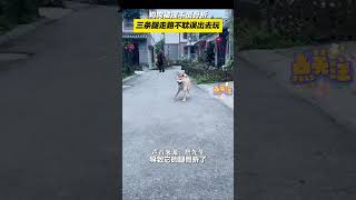 狗子只剩三条腿走路，也丝毫不耽误自己出门玩#萌宠 #pets #funny #狗狗