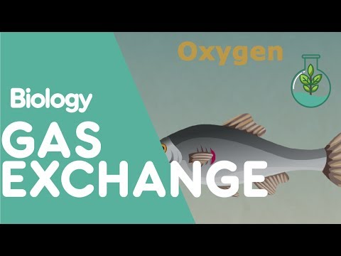 What gases do plants and animals take in?