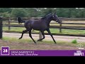 vidéo lot 0028 nina dairpet ventes de trotteurs de caen 10 septembre 2024