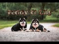 Teddy & Lily (Finnish Lapphunds)