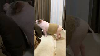 ピチピチの腹巻きをつけるマイクロブタ🐽#shorts