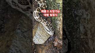 깨물고 도망치는 대형 칠점사(노약자 클릭금지)