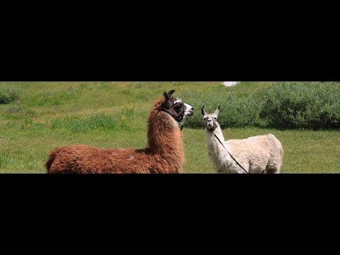 Alberta Bill 6: Alpaca more dangerous than quarry work? Alberta Bill 6: Alpaca more dangerous than quarry work?