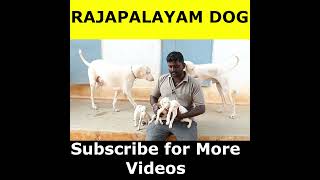 how to find original Rajapalayam dog in tamil|Low cost Rajapalayam dogs |#Shorts