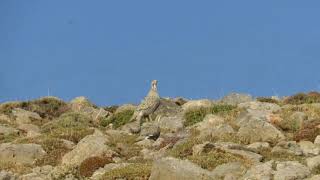 Urkeklik » Caspian Snowcock » Tetraogallus caspius