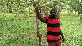 OKULIMA OBUTUNDA SIIVA MU KUTUNDA OKULIMA AKATUNDA FARM BUSINESS UGANDA