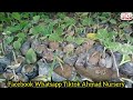 how to grow fig plant at home from stem konpal🌰 anjeer ki kalam kaise lagaen ahmad nursery