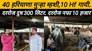 40 मुऱ्हा म्हशी, 10 hf गायी दररोज दुध 300 लिटर. सर्व म्हशी हरियाणा वरुन आणल्या: murha Buffalo: