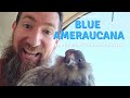 Blue Ameraucana: 3-Month-Old Chicks