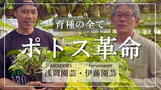 ポトス新時代【テルノワールド】伊藤輝則さんのハウスで育種について語り合った