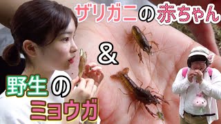 第147回 網でザリガニの赤ちゃん捕獲してみた＆野生のミョウガを発見【千葉県野田市】