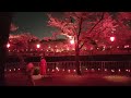 荒子川公園の夜桜