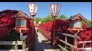 京都・長岡天満宮-キリシマツツジの回廊(Nagaoka tenmangu Kirishima azalea. Kyoto,Japan)