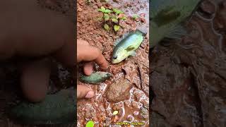 ഇങ്ങളെ നാട്ടിൽ ഈ മീനെന്താ പേര് പറയാമോ 😛 #shorts #fishes #fishing #aquarium #climbingperch