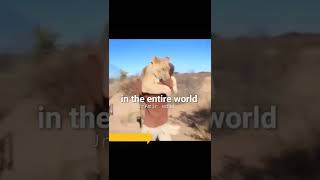 Lion and human friendship | Life quotes❤️ | Animals and human friendship #shorts #trending #lion