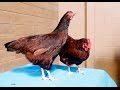 Rhode Island Red - November Breed of the Month