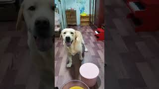 How smart is Labrador? Dog can recognize objects based on owner's commands.