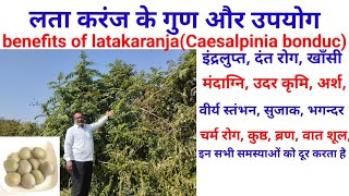 लता करंज के गुण और उपयोग| benefits of latakaranja. latakaranja ke adbhut fayde. today's ayurveda.