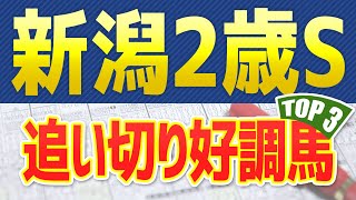 新潟2歳ステークス2022【追い切り】抜群の動きを見せた「トップ３」はこの馬だ🐴 ～JRA新潟二歳Sの一週前と最終追い切り、馬体映像や調教を分析～