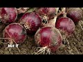 free guide on profitable onion farming in kenya from selecting the best seeds to harvesting in 2025