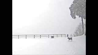 【最強!!一粒万倍日】2022年1月11日七面山山頂（標高1,982m）を雪降る中歩く鹿です。