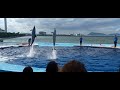 四国水族館のイルカショーその4