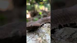 Hump Nosed Pit Viper | Highly Venomous | Snakes Of Coorg | Naveen Raki |