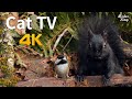 Videos for Cats and Dogs: 8 Hours of Birds and Squirrels - 4K UHD