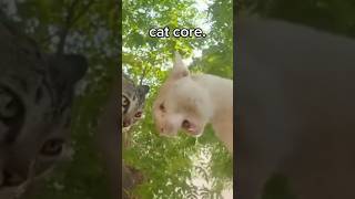 Cat core ❤️ - Road to 50k SUBSCRIBE ‼️ *repost*