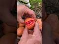 Amazing red guava cutting #shorts #satisfying #fruits