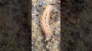 😱Moth Caterpillar found in Underground🐛🦋—#shorts #caterpillar #moth #lifecycle #greenvibrant #asmr