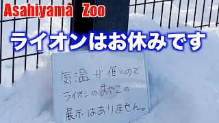 旭山動物園　しろくま　ゆめ　2023年1月8日撮影 作業用動画  4K　#asahiyamazoo #lion #オリト