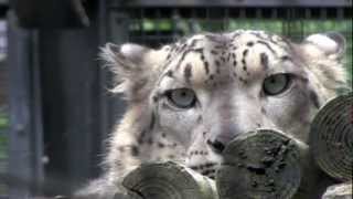 ユキヒョウ シジム丸太をガリガリ~ Snow Leopard