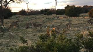 Lometa Texas Whitetail Bow Hunt- 140 5/8\